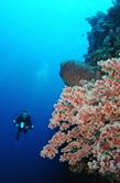 Layang Layang Hotel Resort Jetty, Borneo Dive Holiday, Malaysia.